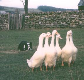Sheepdog with duck flock in Lancashire, 1996