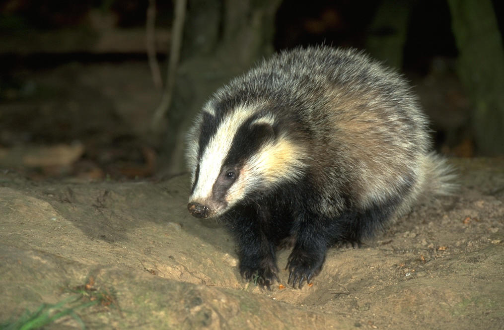 Badger