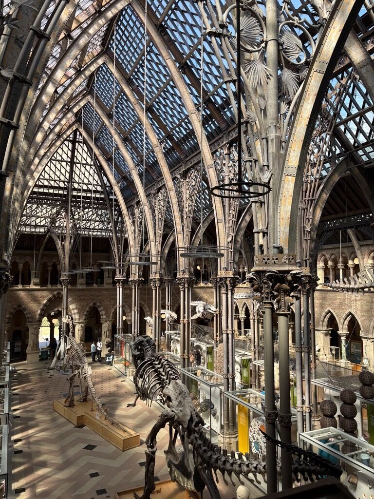 A view of the Museum of Natural History from above looking down on to the museum floor - there are dinosaur skeletons and light is coming through the beautiful roof.&nbsp;