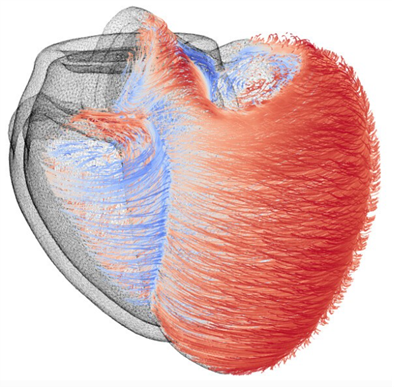 An image of a heart called 'Blueprint of a Beat: The Heart&rsquo;s Hidden Fibre Architecture&rsquo;. It shows an anatomical heart with blue and red markings to show the structure.